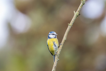 Blaumeise