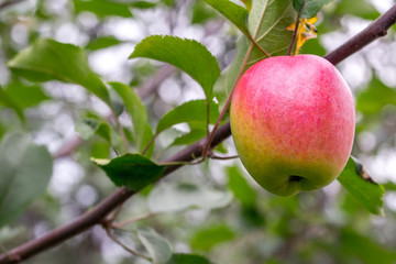 Ripe red apple on tree branch in orchard. Green foliage in background