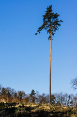 alone trees on blue sky background in czech