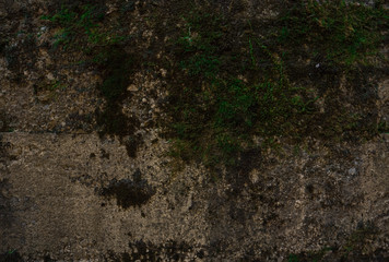 Moss green grunge texture. Moss background. wall texture.