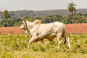 Genetic High Quality Breeding Bull - Beef Cattle Concept