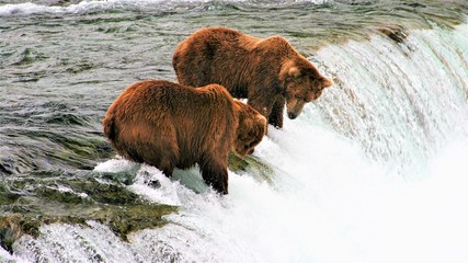 Two brown bears fishing for salmon at the falls