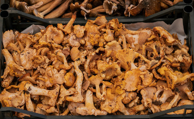 Chanterelle mushrooms at local farmers market. Italy. Top view background. Autumn nature harvest concept.
