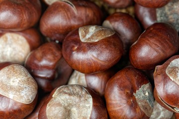 Macro photo of horse chestnuts