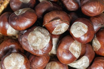 Macro photo of horse chestnuts