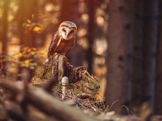 Barn owl (Tyto alba) sitting on stump in autumn forest by sunset. Barn owl by sunset. Owl in autumn forest.