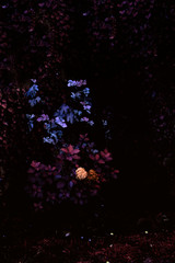 Fantasy glowing flowers in mystery dark forest close-up. Fairy lights on background