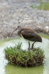 glossy ibis in the wetlands