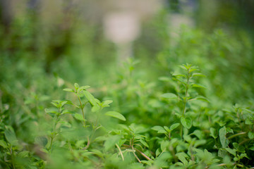 Green leaves with and without focus. Macro photography and good for backgrounds. Natural light.
