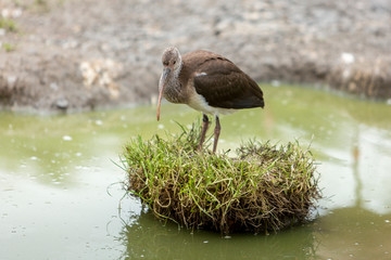 glossy ibis in the wetlands