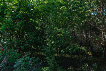 Green leaf on the giant tree in the forest