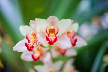 Natural colored orchids with green background.