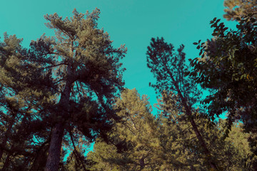Fototapeta na wymiar mountain pine trees, view from below towards the sky. the rays of light that pass through the trees
