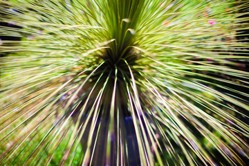 Obraz premium Green leaves with and without focus. Macro photography and good for backgrounds. Natural light.