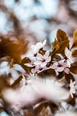 Spring is coming