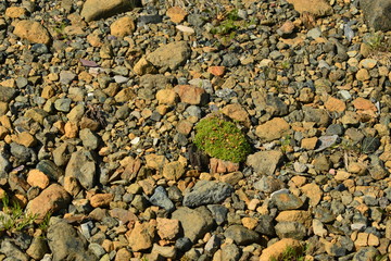 Moss Peridotite and Mantle Stone