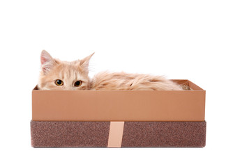 Cute funny cat in gift box on white background