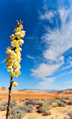 Desert Yucca in bloom with a cloudy sky in the background