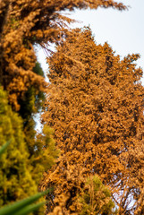 Dead evergreen dried out by drought