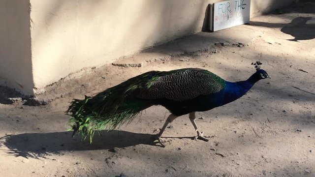 Wildlebende Bunte Pfauen, kleine K&auml;tzchen im Pfauenwald Plaka auf Kos Griechenland
