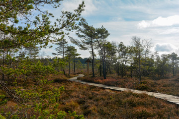 Obraz premium Black moor with path in the Rhön, Germany