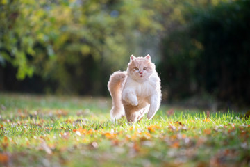 cream tabby ginger maine coon cat running on grass with autumn leaves outdoors in nature looking at...