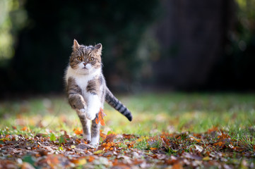 tabby white british shorthair cat running towards camera on grass with autumn leaves looking...