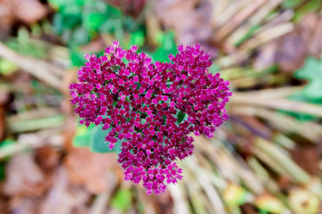 Beautiful little purple flowers in the shape of a heart close-up
