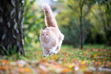 cream tabby ginger maine coon cat with fluffy tail high up running towards birch tree on grass with...