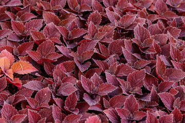 autumn beautiful bushes plants coleus purple
