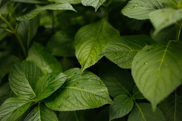Nature styled photo with closeup wet green leaves after the rain.