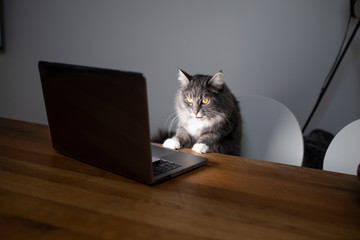 curious young blue tabby maine coon cat standing on chair in front of table with notebook computer...