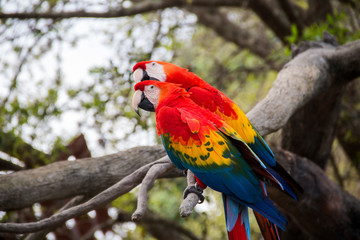 Naklejka na ściany i meble Colorful parrot on a branch at a zoo