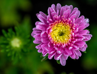 Blooming aster in the autumn garden with water drops.