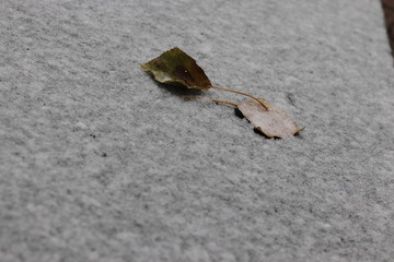 Snowy Winter Green