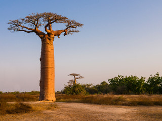 Fototapeta na wymiar African landscape with majestic baobab tree, Morondava, Madagascar