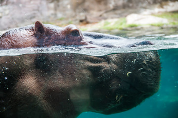 Hippopotamus swimming in the water at a zoo