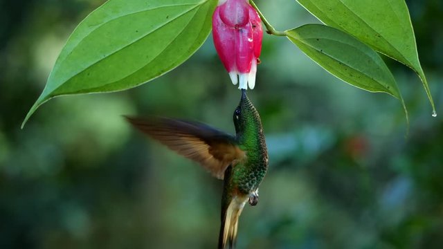 Buff-tailed coronet (Boissonneaua flavescens) feeding from a Cavendishia flower in slow motion. Humid montane rainforest on the western slopes of the Andes near Mindo, Ecuador 
