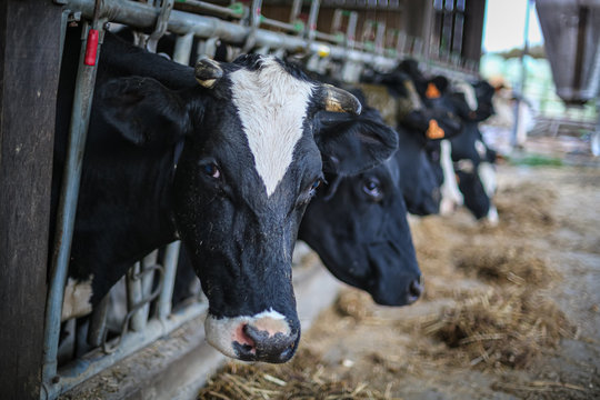 Elevage de vaches laiti&egrave;res
