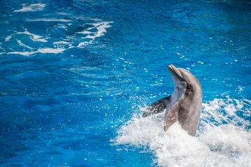 Foto auf Leinwand Delfin springt aus dem Wasser © Benjamin