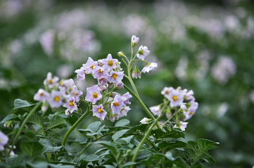 Fototapeta premium Potatoes bloom on a farm field