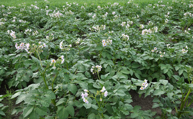 Potatoes bloom on a farm field