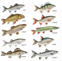 poisson, bar, carpe, ablette, amour, brochet, sandre, saumon, brème, perche, gardon isolé, aliment, pêche, blanc, animal, frais, brut, carpe, fruits de mer, eau douce, ailette, sain, attraper, fleuve,
