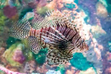 Naklejka na ściany i meble Colorful lion fish in an aquarium