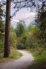 Path leaning through a spruce forest in Italian alps
