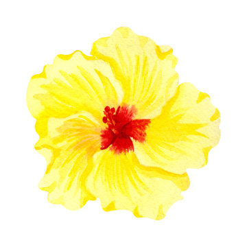 Watercolor yellow hibiscus, tropical flower. Hand drawn big sunny flower isolater on white background.
