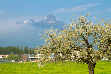 blooming apple tree in the background of the spring Alps in Interlaken, Switzerland