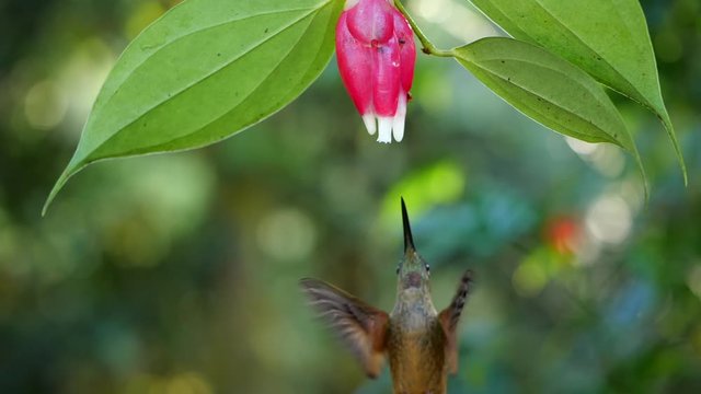 Buff-tailed coronet (Boissonneaua flavescens) feeding from a Cavendishia flower in slow motion. Humid montane rainforest on the western slopes of the Andes near Mindo, Ecuador 
