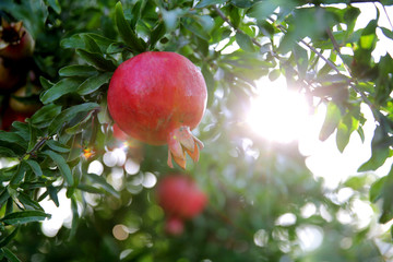 fresh pomegranate on the tree