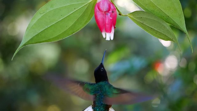 Hummingbird slow-motion: Velvet-purple Coronet (Boissonneaua jardini), feeding from a Cavendishia flower, near Mindo on the western slopes of the Andes, Ecuador.